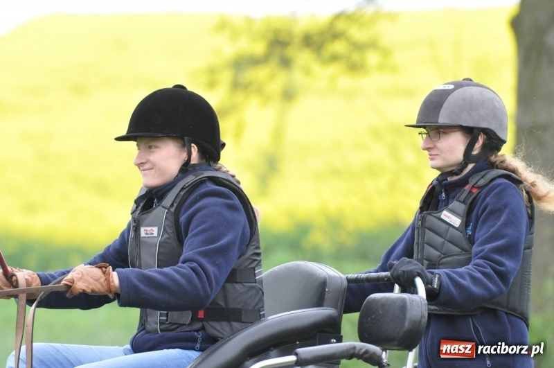 Zdjęcie w galerii na portalu naszraciborz.pl: Widowiskowa rywalizacja w powożeniu na kornickiej majówce [FOTO i WIDEO] wiadomości z regionu