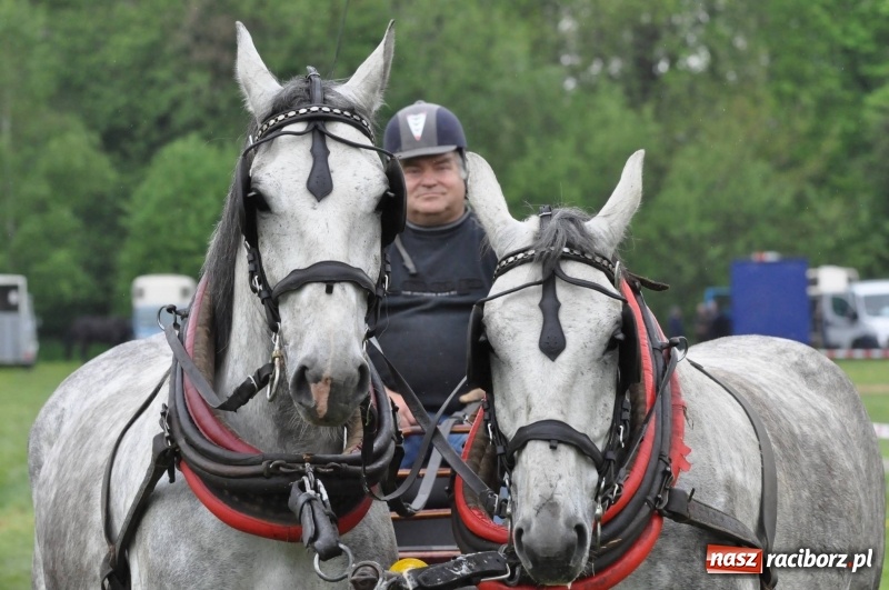 Zdjęcie w galerii na portalu naszraciborz.pl: Widowiskowa rywalizacja w powożeniu na kornickiej majówce [FOTO i WIDEO] wiadomości z regionu