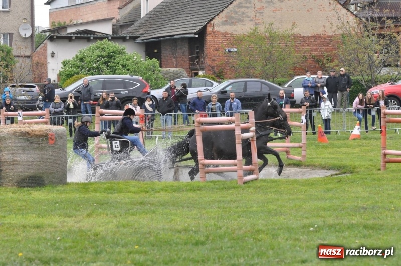 Zdjęcie w galerii na portalu naszraciborz.pl: Widowiskowa rywalizacja w powożeniu na kornickiej majówce [FOTO i WIDEO] wiadomości z regionu