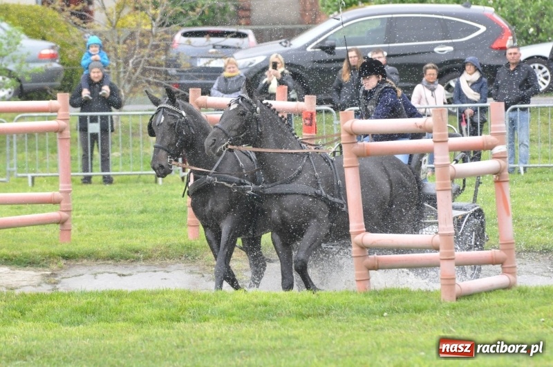 Zdjęcie w galerii na portalu naszraciborz.pl: Widowiskowa rywalizacja w powożeniu na kornickiej majówce [FOTO i WIDEO] wiadomości z regionu