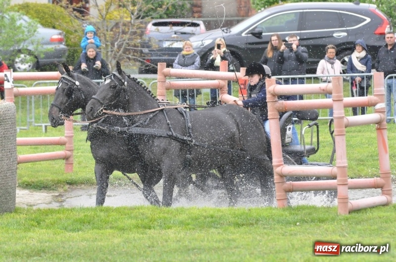 Zdjęcie w galerii na portalu naszraciborz.pl: Widowiskowa rywalizacja w powożeniu na kornickiej majówce [FOTO i WIDEO] wiadomości z regionu