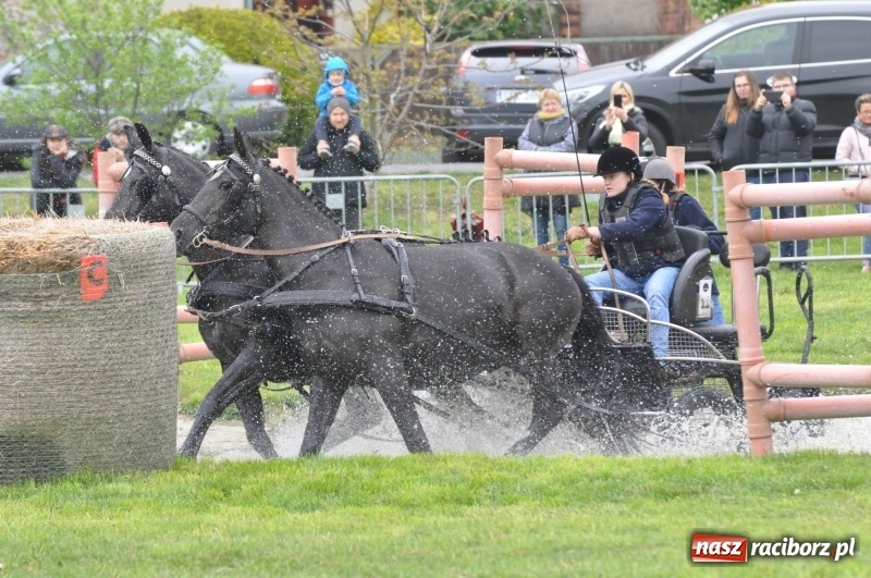 Zdjęcie w galerii na portalu naszraciborz.pl: Widowiskowa rywalizacja w powożeniu na kornickiej majówce [FOTO i WIDEO] wiadomości z regionu