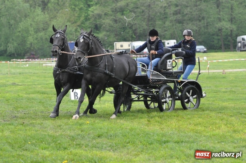 Zdjęcie w galerii na portalu naszraciborz.pl: Widowiskowa rywalizacja w powożeniu na kornickiej majówce [FOTO i WIDEO] wiadomości z regionu