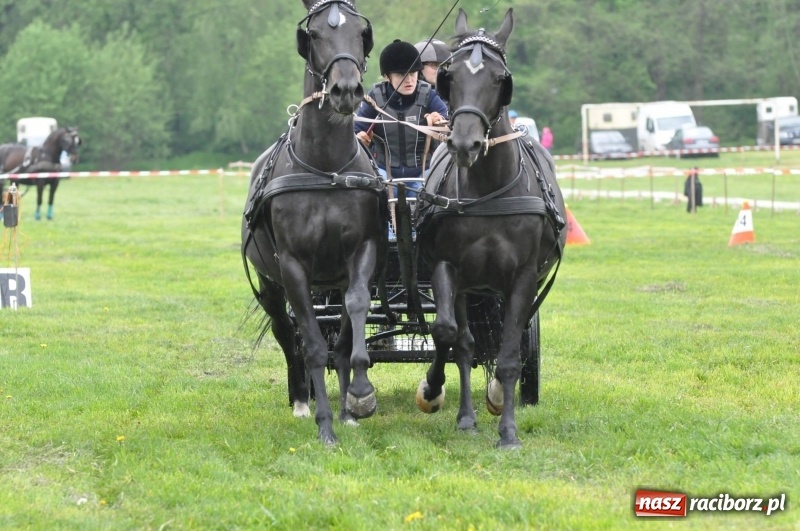 Zdjęcie w galerii na portalu naszraciborz.pl: Widowiskowa rywalizacja w powożeniu na kornickiej majówce [FOTO i WIDEO] wiadomości z regionu