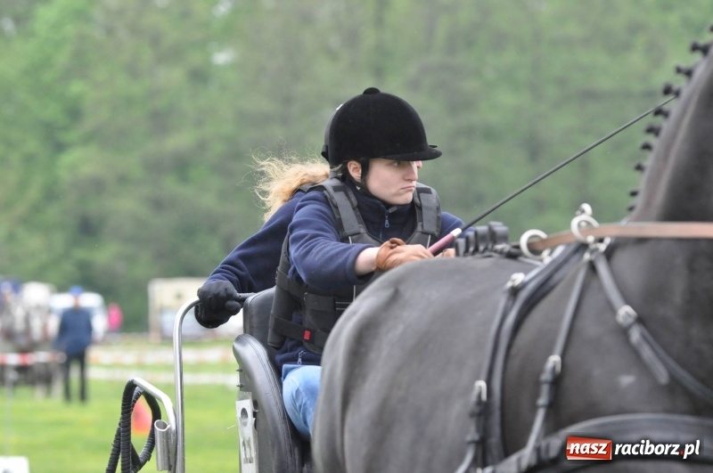 Zdjęcie w galerii na portalu naszraciborz.pl: Widowiskowa rywalizacja w powożeniu na kornickiej majówce [FOTO i WIDEO] wiadomości z regionu