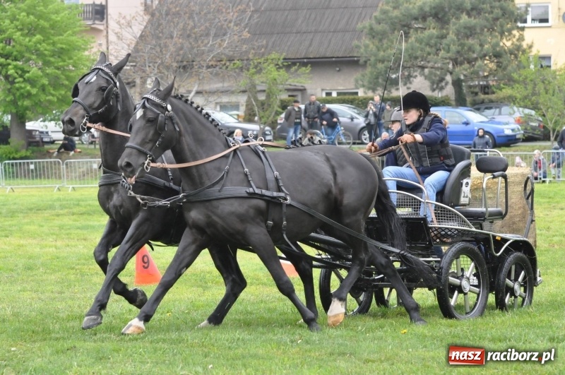 Zdjęcie w galerii na portalu naszraciborz.pl: Widowiskowa rywalizacja w powożeniu na kornickiej majówce [FOTO i WIDEO] wiadomości z regionu