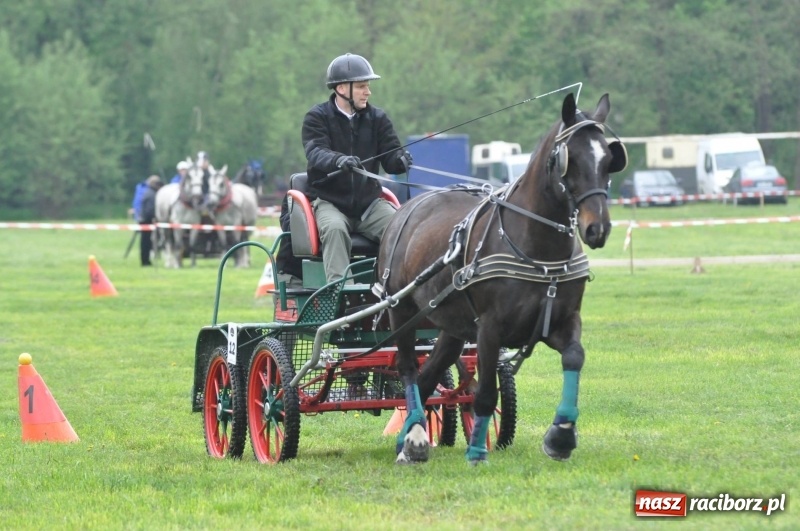 Zdjęcie w galerii na portalu naszraciborz.pl: Widowiskowa rywalizacja w powożeniu na kornickiej majówce [FOTO i WIDEO] wiadomości z regionu