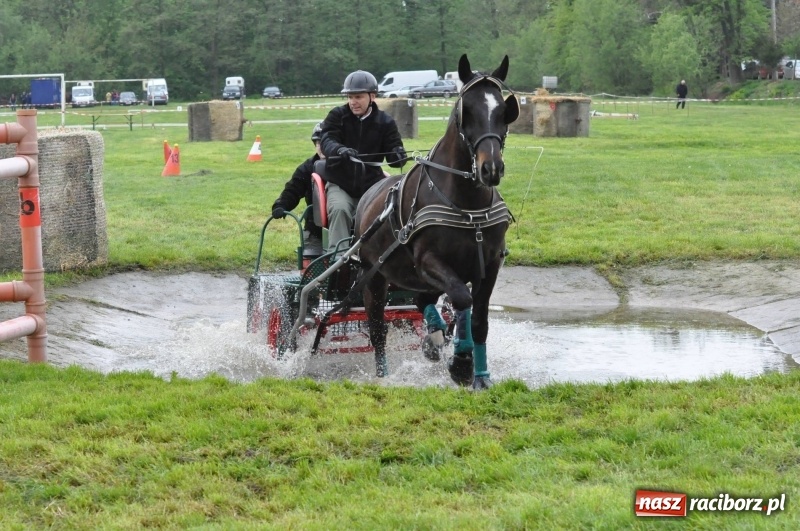 Zdjęcie w galerii na portalu naszraciborz.pl: Widowiskowa rywalizacja w powożeniu na kornickiej majówce [FOTO i WIDEO] wiadomości z regionu
