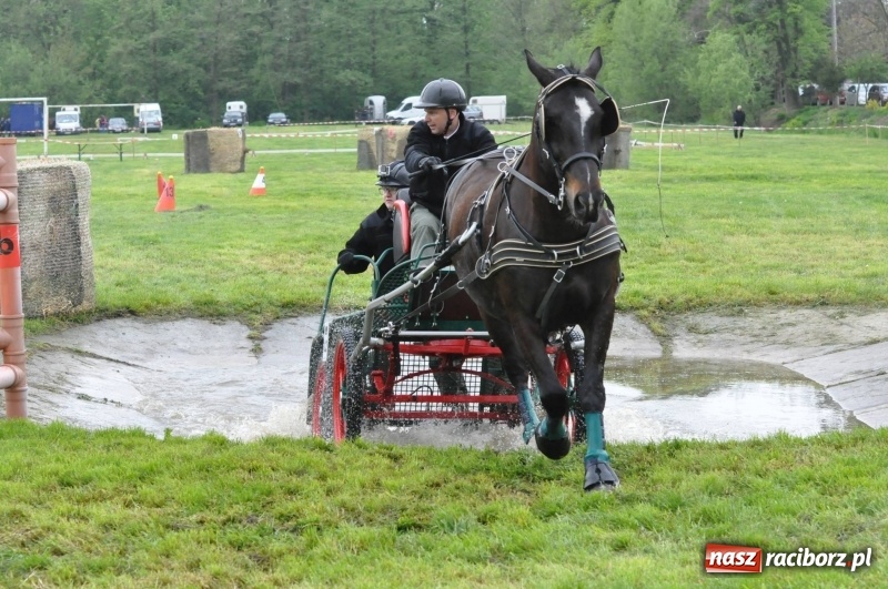Zdjęcie w galerii na portalu naszraciborz.pl: Widowiskowa rywalizacja w powożeniu na kornickiej majówce [FOTO i WIDEO] wiadomości z regionu