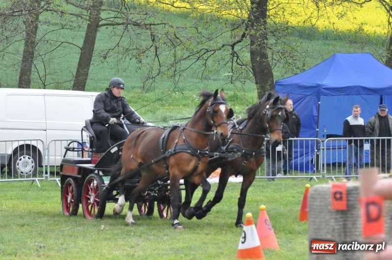 Zdjęcie w galerii na portalu naszraciborz.pl: Widowiskowa rywalizacja w powożeniu na kornickiej majówce [FOTO i WIDEO] wiadomości z regionu