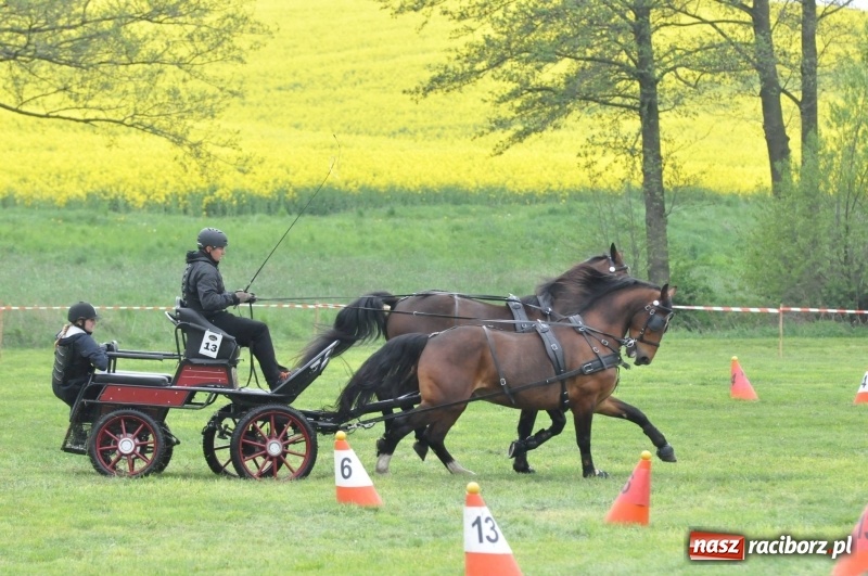 Zdjęcie w galerii na portalu naszraciborz.pl: Widowiskowa rywalizacja w powożeniu na kornickiej majówce [FOTO i WIDEO] wiadomości z regionu