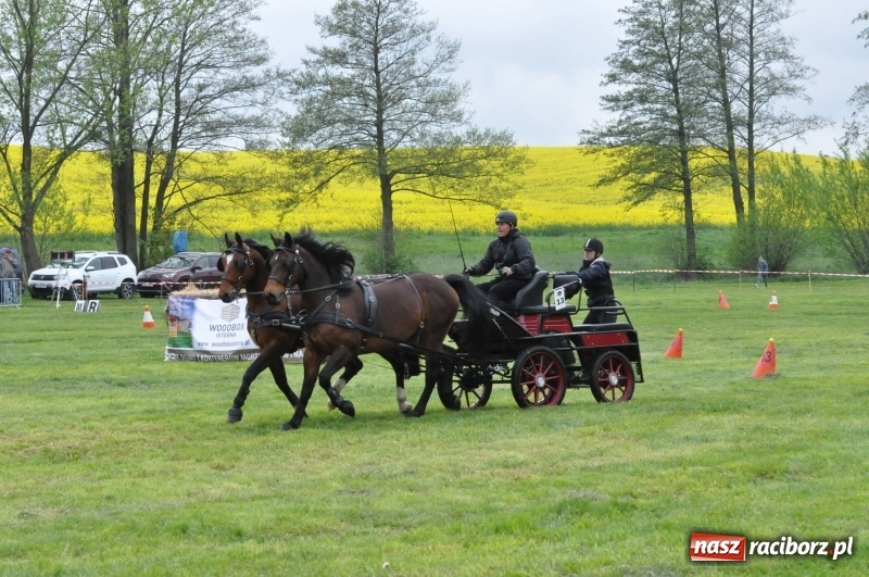Zdjęcie w galerii na portalu naszraciborz.pl: Widowiskowa rywalizacja w powożeniu na kornickiej majówce [FOTO i WIDEO] wiadomości z regionu