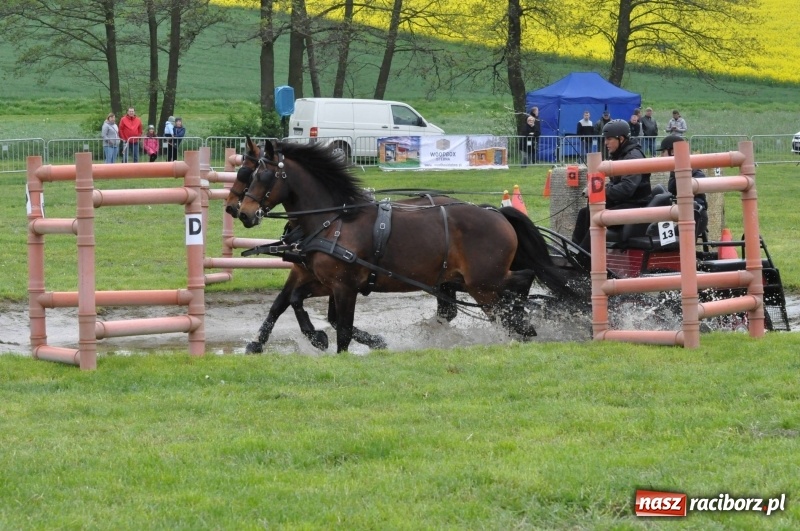 Zdjęcie w galerii na portalu naszraciborz.pl: Widowiskowa rywalizacja w powożeniu na kornickiej majówce [FOTO i WIDEO] wiadomości z regionu