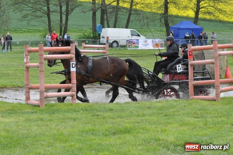 Zdjęcie w galerii na portalu naszraciborz.pl: Widowiskowa rywalizacja w powożeniu na kornickiej majówce [FOTO i WIDEO] wiadomości z regionu