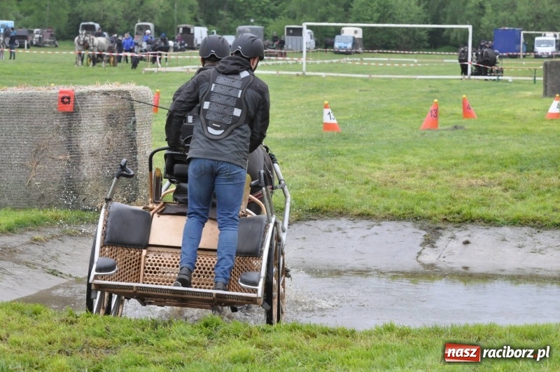 Zdjęcie w galerii na portalu naszraciborz.pl: Widowiskowa rywalizacja w powożeniu na kornickiej majówce [FOTO i WIDEO] wiadomości z regionu