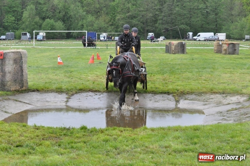 Zdjęcie w galerii na portalu naszraciborz.pl: Widowiskowa rywalizacja w powożeniu na kornickiej majówce [FOTO i WIDEO] wiadomości z regionu