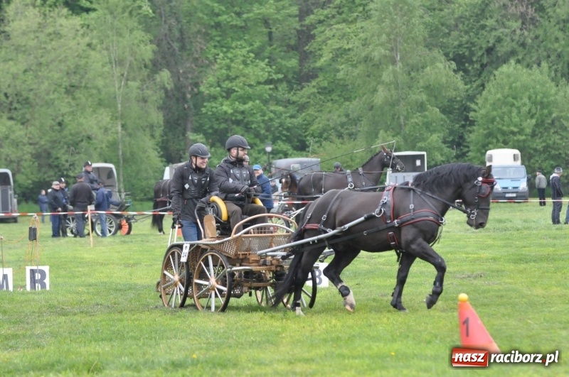 Zdjęcie w galerii na portalu naszraciborz.pl: Widowiskowa rywalizacja w powożeniu na kornickiej majówce [FOTO i WIDEO] wiadomości z regionu