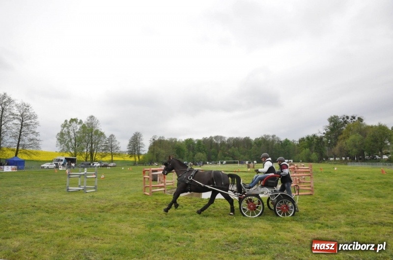Zdjęcie w galerii na portalu naszraciborz.pl: Widowiskowa rywalizacja w powożeniu na kornickiej majówce [FOTO i WIDEO] wiadomości z regionu