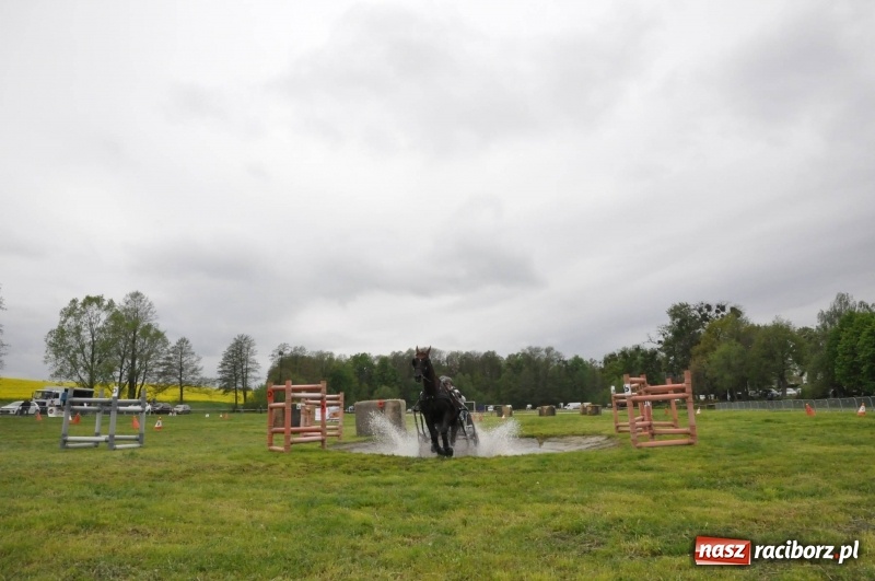 Zdjęcie w galerii na portalu naszraciborz.pl: Widowiskowa rywalizacja w powożeniu na kornickiej majówce [FOTO i WIDEO] wiadomości z regionu