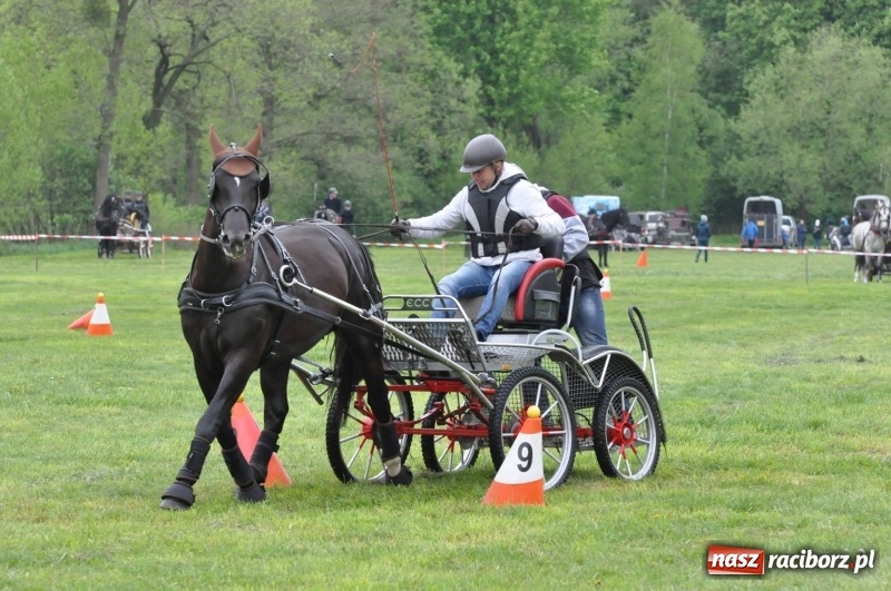 Zdjęcie w galerii na portalu naszraciborz.pl: Widowiskowa rywalizacja w powożeniu na kornickiej majówce [FOTO i WIDEO] wiadomości z regionu