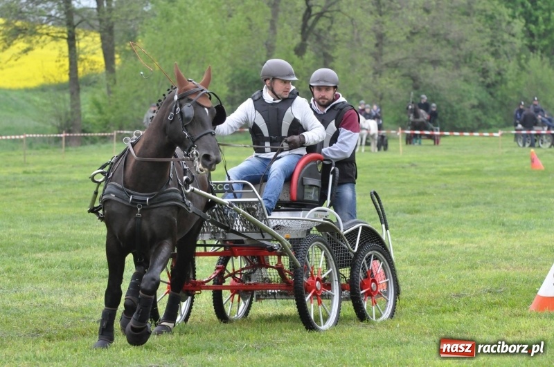Zdjęcie w galerii na portalu naszraciborz.pl: Widowiskowa rywalizacja w powożeniu na kornickiej majówce [FOTO i WIDEO] wiadomości z regionu