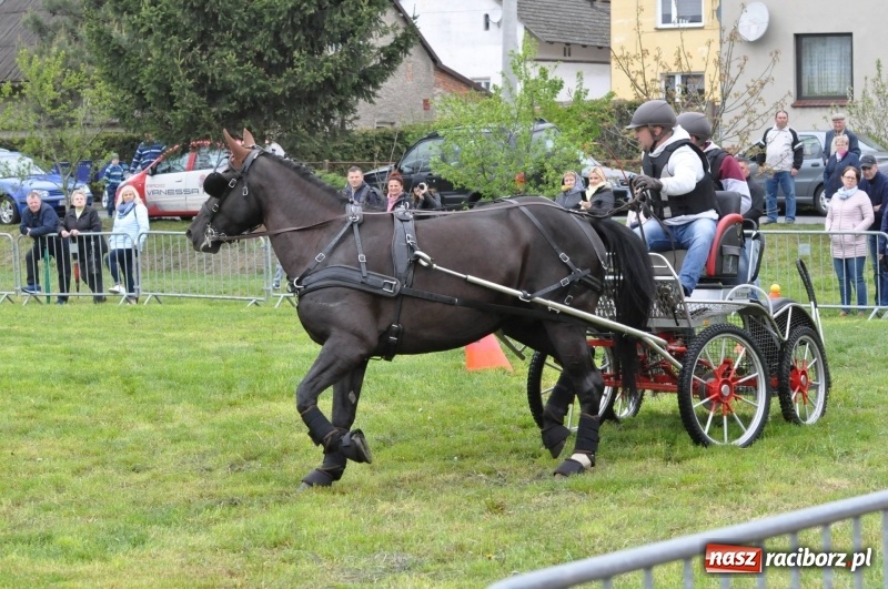 Zdjęcie w galerii na portalu naszraciborz.pl: Widowiskowa rywalizacja w powożeniu na kornickiej majówce [FOTO i WIDEO] wiadomości z regionu