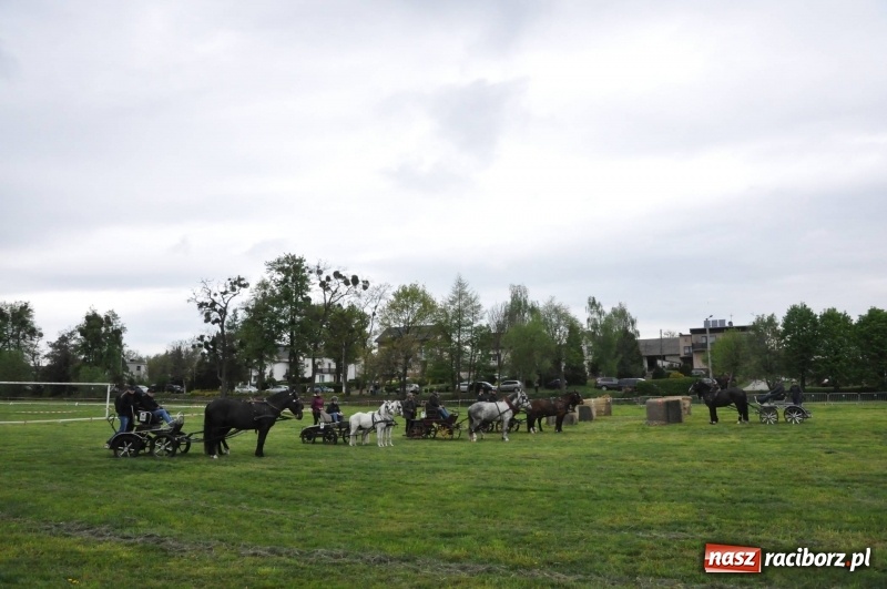 Zdjęcie w galerii na portalu naszraciborz.pl: Widowiskowa rywalizacja w powożeniu na kornickiej majówce [FOTO i WIDEO] wiadomości z regionu