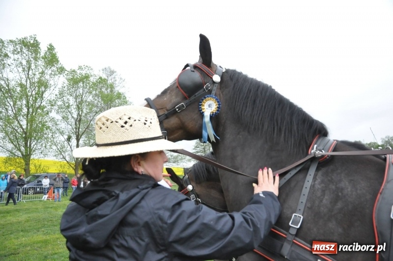 Zdjęcie w galerii na portalu naszraciborz.pl: Widowiskowa rywalizacja w powożeniu na kornickiej majówce [FOTO i WIDEO] wiadomości z regionu