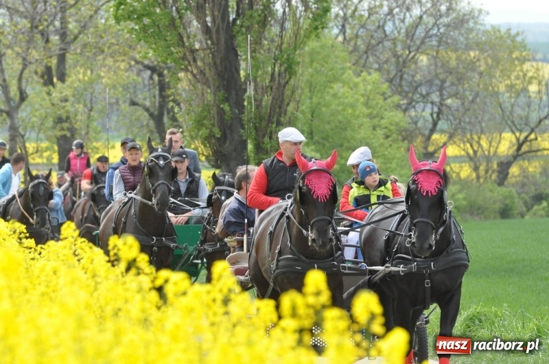 Zdjęcie w galerii na portalu naszraciborz.pl: Wiosenny korowód konny w gminie Pietrowice Wielkie [FOTO i WIDEO] wiadomości z regionu