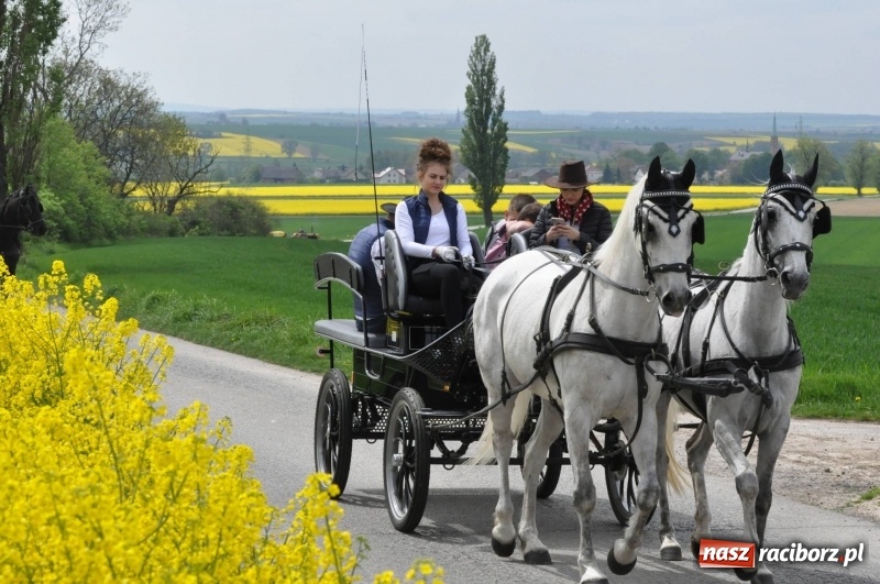 Zdjęcie w galerii na portalu naszraciborz.pl: Wiosenny korowód konny w gminie Pietrowice Wielkie [FOTO i WIDEO] wiadomości z regionu