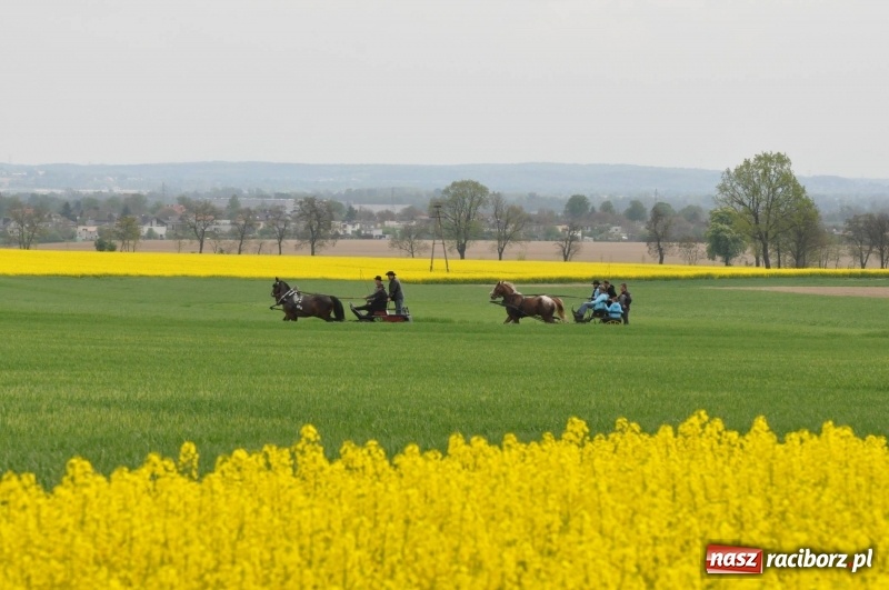 Zdjęcie w galerii na portalu naszraciborz.pl: Wiosenny korowód konny w gminie Pietrowice Wielkie [FOTO i WIDEO] wiadomości z regionu