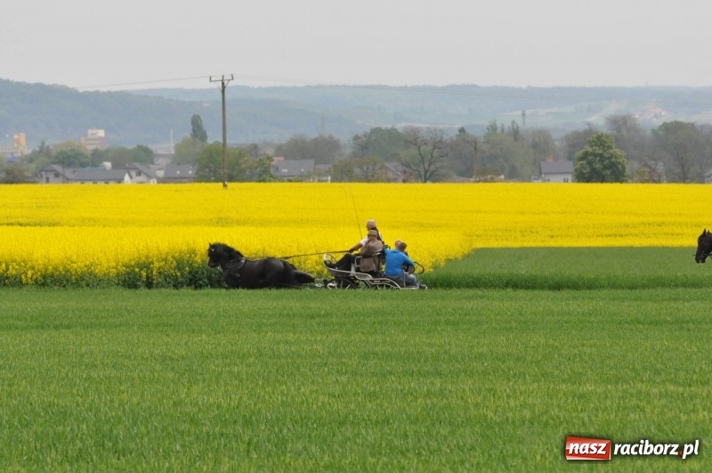 Zdjęcie w galerii na portalu naszraciborz.pl: Wiosenny korowód konny w gminie Pietrowice Wielkie [FOTO i WIDEO] wiadomości z regionu