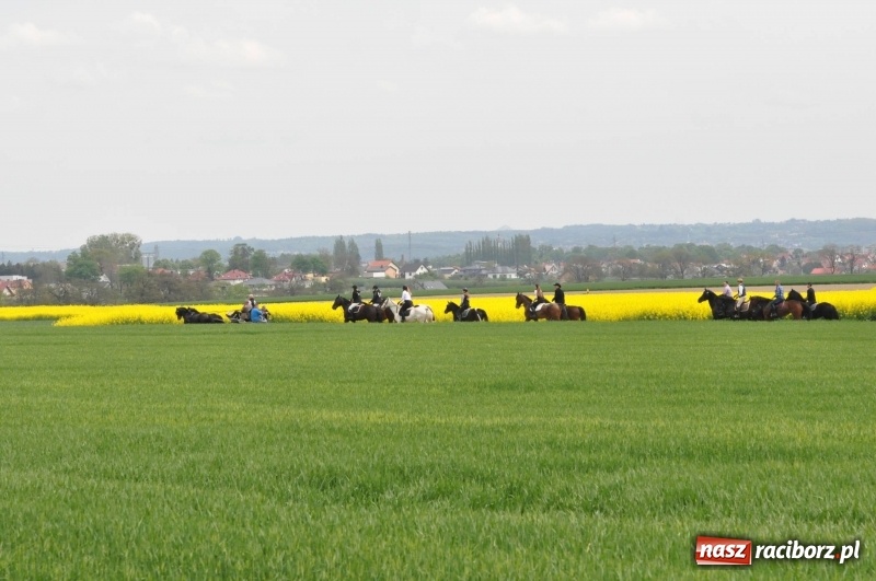 Zdjęcie w galerii na portalu naszraciborz.pl: Wiosenny korowód konny w gminie Pietrowice Wielkie [FOTO i WIDEO] wiadomości z regionu