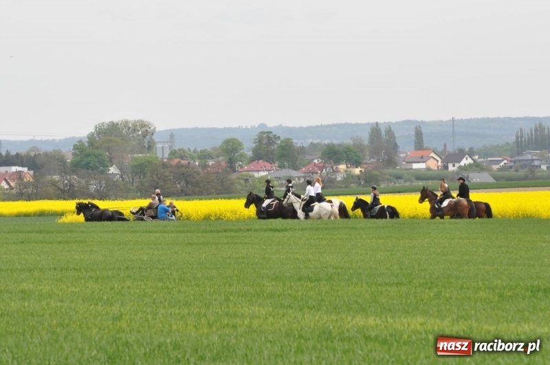 Zdjęcie w galerii na portalu naszraciborz.pl: Wiosenny korowód konny w gminie Pietrowice Wielkie [FOTO i WIDEO] wiadomości z regionu
