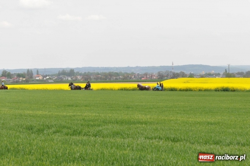 Zdjęcie w galerii na portalu naszraciborz.pl: Wiosenny korowód konny w gminie Pietrowice Wielkie [FOTO i WIDEO] wiadomości z regionu