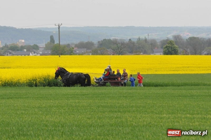 Zdjęcie w galerii na portalu naszraciborz.pl: Wiosenny korowód konny w gminie Pietrowice Wielkie [FOTO i WIDEO] wiadomości z regionu
