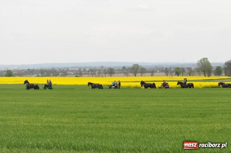Zdjęcie w galerii na portalu naszraciborz.pl: Wiosenny korowód konny w gminie Pietrowice Wielkie [FOTO i WIDEO] wiadomości z regionu