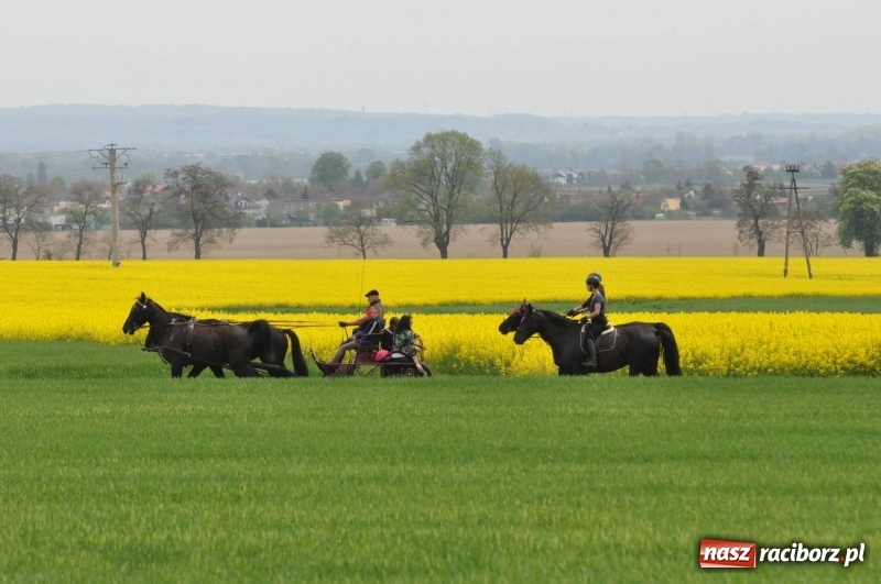 Zdjęcie w galerii na portalu naszraciborz.pl: Wiosenny korowód konny w gminie Pietrowice Wielkie [FOTO i WIDEO] wiadomości z regionu