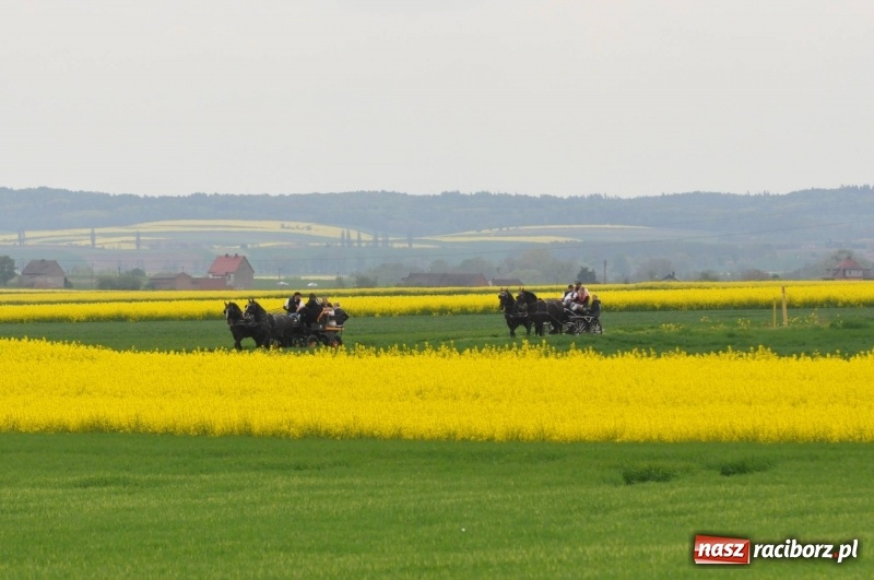 Zdjęcie w galerii na portalu naszraciborz.pl: Wiosenny korowód konny w gminie Pietrowice Wielkie [FOTO i WIDEO] wiadomości z regionu