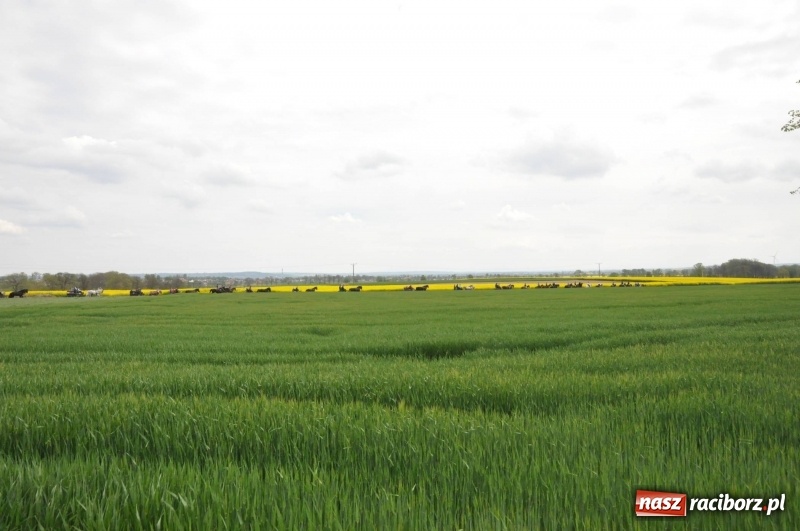 Zdjęcie w galerii na portalu naszraciborz.pl: Wiosenny korowód konny w gminie Pietrowice Wielkie [FOTO i WIDEO] wiadomości z regionu