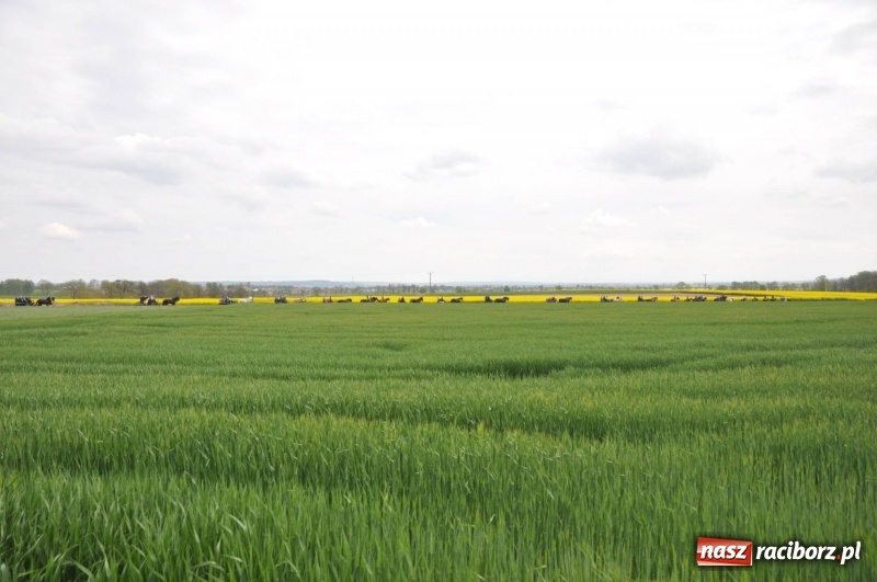 Zdjęcie w galerii na portalu naszraciborz.pl: Wiosenny korowód konny w gminie Pietrowice Wielkie [FOTO i WIDEO] wiadomości z regionu