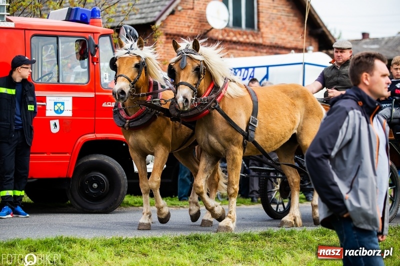 Zdjęcie w galerii na portalu naszraciborz.pl: Wiosenny korowód konny w gminie Pietrowice Wielkie [FOTO i WIDEO] wiadomości z regionu