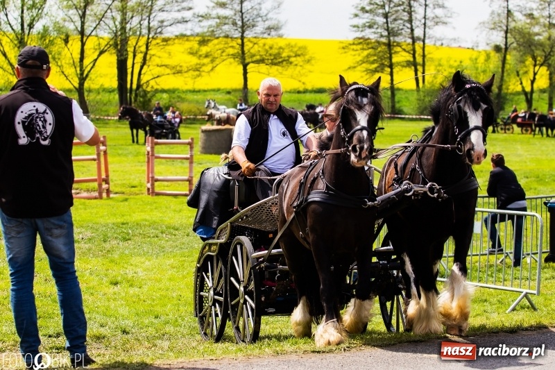 Zdjęcie w galerii na portalu naszraciborz.pl: Wiosenny korowód konny w gminie Pietrowice Wielkie [FOTO i WIDEO] wiadomości z regionu