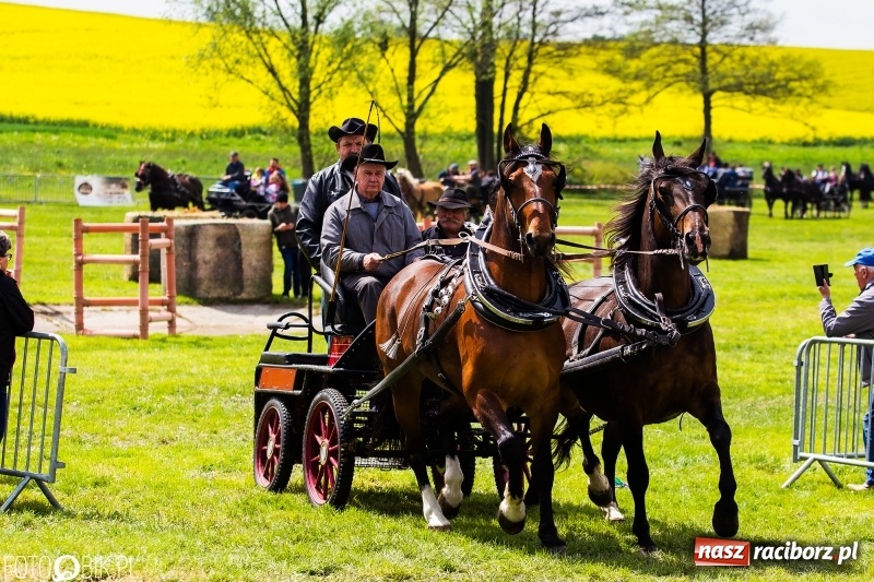 Zdjęcie w galerii na portalu naszraciborz.pl: Wiosenny korowód konny w gminie Pietrowice Wielkie [FOTO i WIDEO] wiadomości z regionu