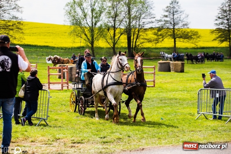 Zdjęcie w galerii na portalu naszraciborz.pl: Wiosenny korowód konny w gminie Pietrowice Wielkie [FOTO i WIDEO] wiadomości z regionu