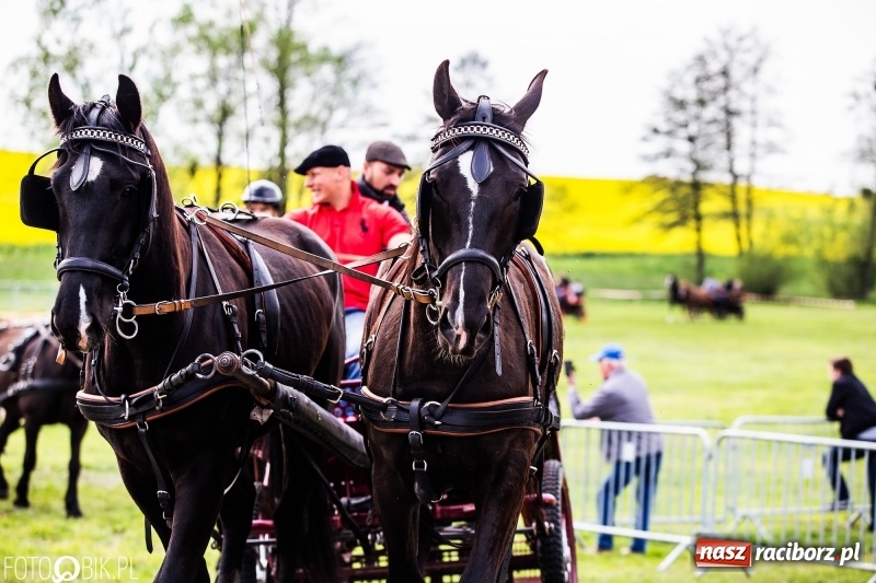 Zdjęcie w galerii na portalu naszraciborz.pl: Wiosenny korowód konny w gminie Pietrowice Wielkie [FOTO i WIDEO] wiadomości z regionu