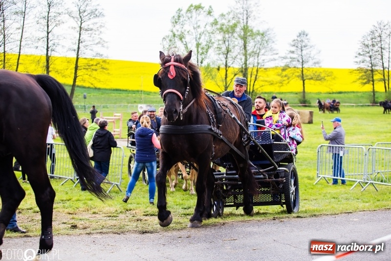 Zdjęcie w galerii na portalu naszraciborz.pl: Wiosenny korowód konny w gminie Pietrowice Wielkie [FOTO i WIDEO] wiadomości z regionu