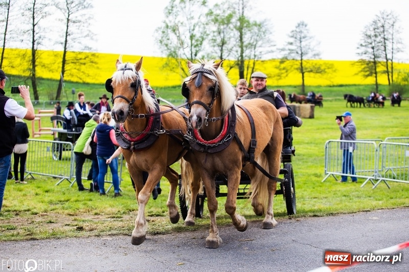 Zdjęcie w galerii na portalu naszraciborz.pl: Wiosenny korowód konny w gminie Pietrowice Wielkie [FOTO i WIDEO] wiadomości z regionu