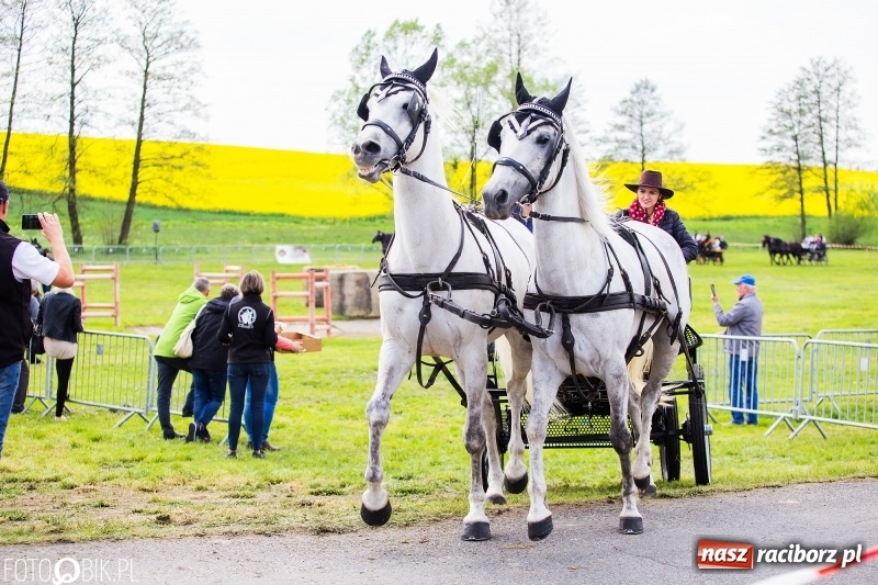 Zdjęcie w galerii na portalu naszraciborz.pl: Wiosenny korowód konny w gminie Pietrowice Wielkie [FOTO i WIDEO] wiadomości z regionu