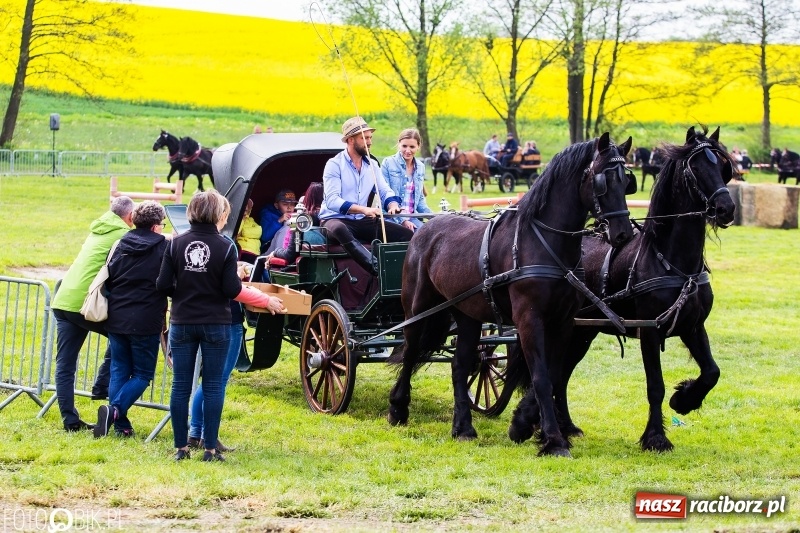 Zdjęcie w galerii na portalu naszraciborz.pl: Wiosenny korowód konny w gminie Pietrowice Wielkie [FOTO i WIDEO] wiadomości z regionu
